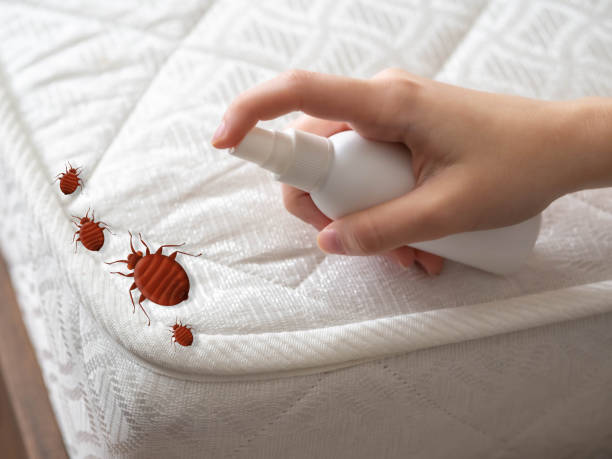 Best Bed Bug Extermination  in Forestville, OH